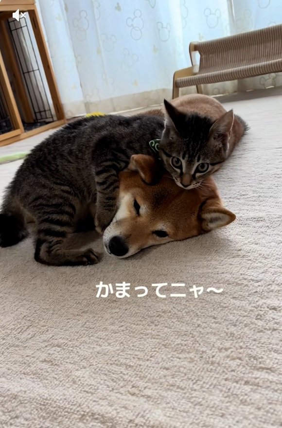 かまってほしいゆずくん