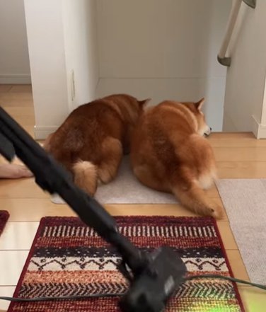 階段の前に並んで伏せて掃除機の邪魔をする2匹の柴犬