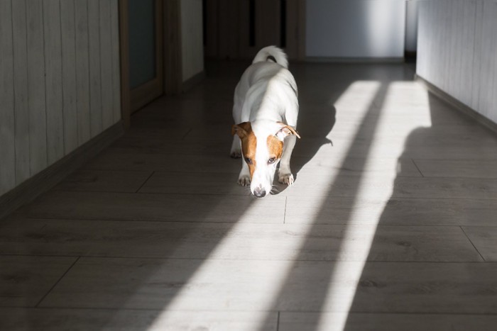 家の中を歩き回る犬