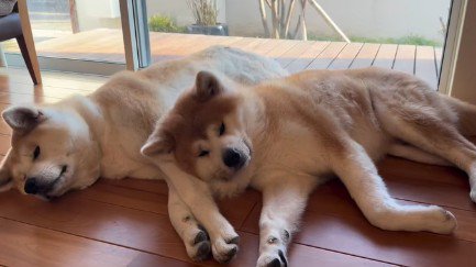 寝るときはふたり並んで♡