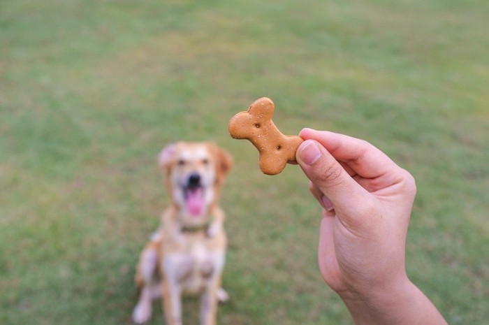 トリーツのアップとそれを待つ犬