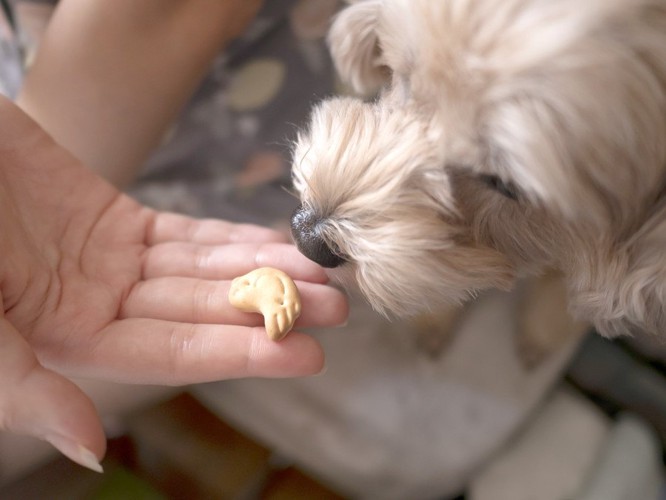 おやつ待ちの犬