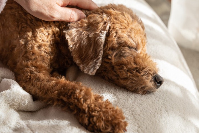撫でられて気持ちよさそうに眠る老犬のトイプードル