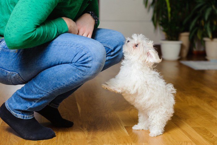室内で飼い主と向き合うマルチーズの子犬