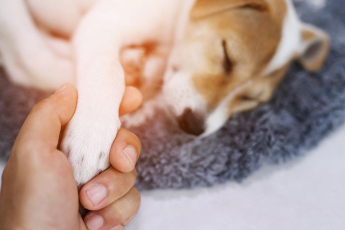寝そべる犬の前足を握る人の手