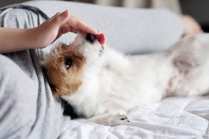 甘えて飼い主の手を舐める犬