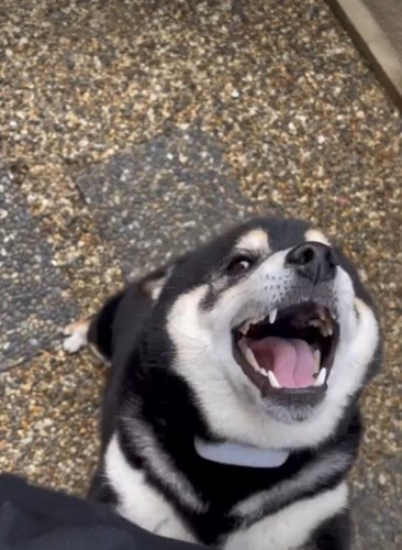 口角が上がる犬