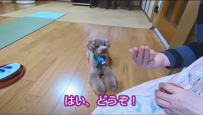 伏せをして女性の手を見つめる犬