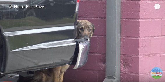 車の後ろに隠れる犬