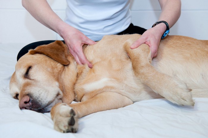 マッサージされて眠ってしまった犬