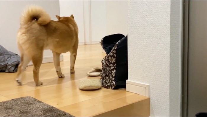 部屋に戻ろうとする犬