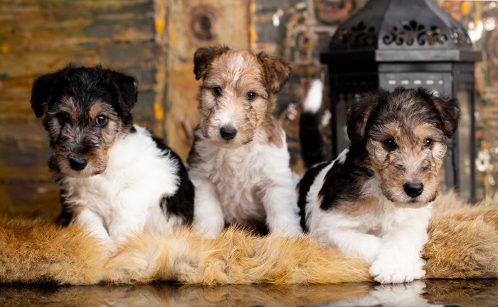 3頭で並んでいるワイヤーフォックステリアの子犬たち