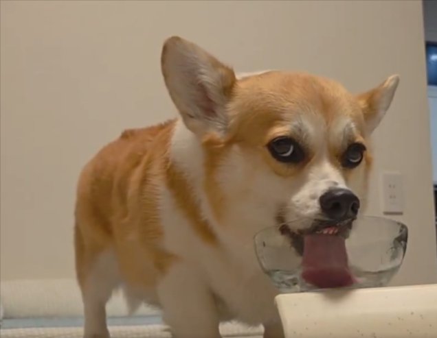 お茶目