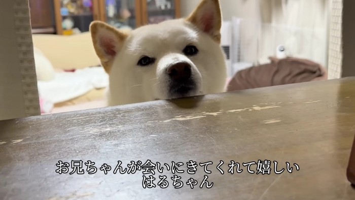お兄ちゃんが久しぶりに帰省