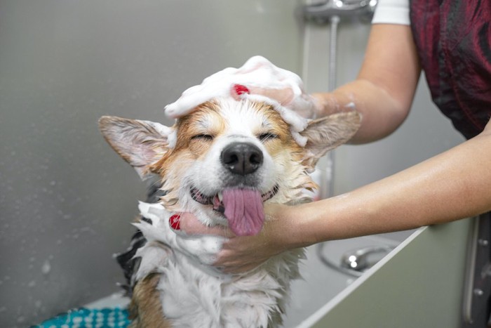 シャンプーされて泡まみれになっている犬