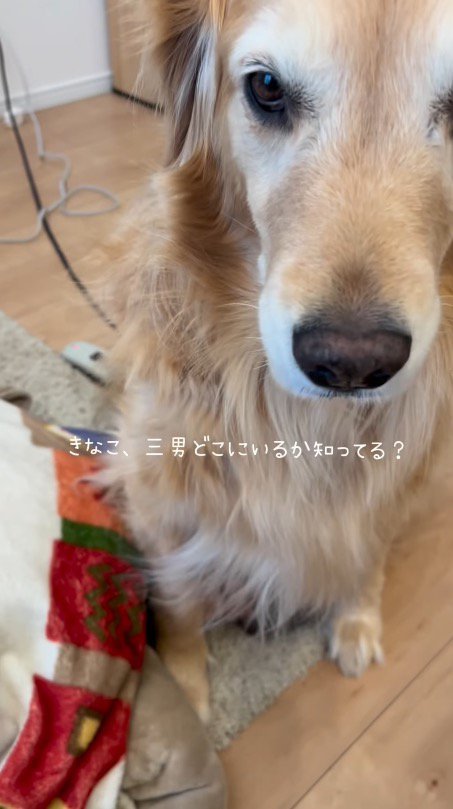 犬に声をかける飼い主
