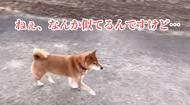 一歩踏み出す柴犬
