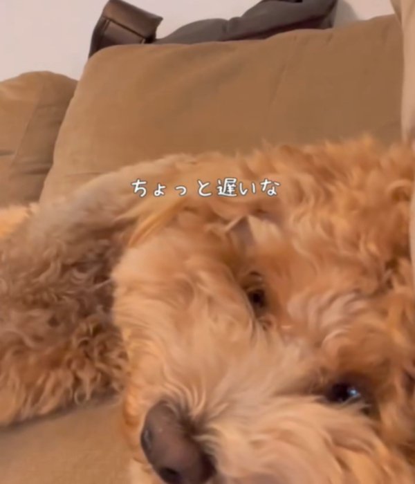 寝転がる犬1