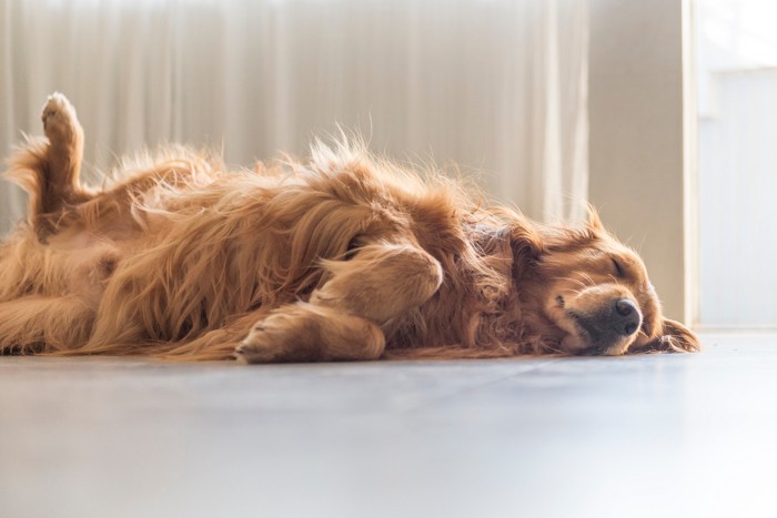 お腹を見せながら床に寝転がる犬