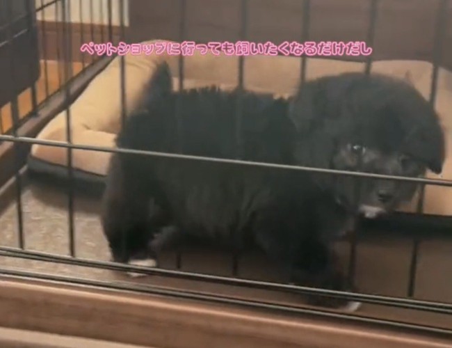 ケージの中から見つめる犬