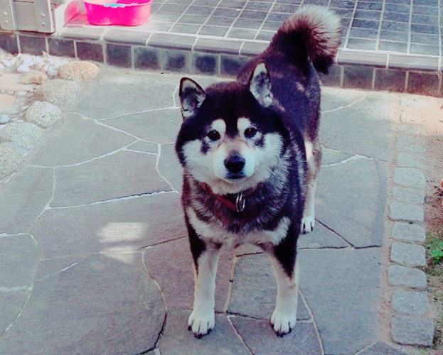 正面を向いて立っている柴犬