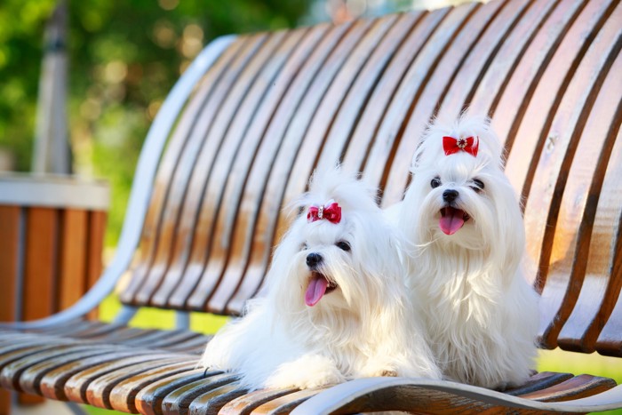 ベンチに並んで座る２頭のマルチーズ