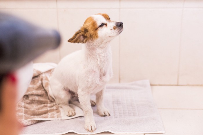 ドライヤーで乾かされている犬