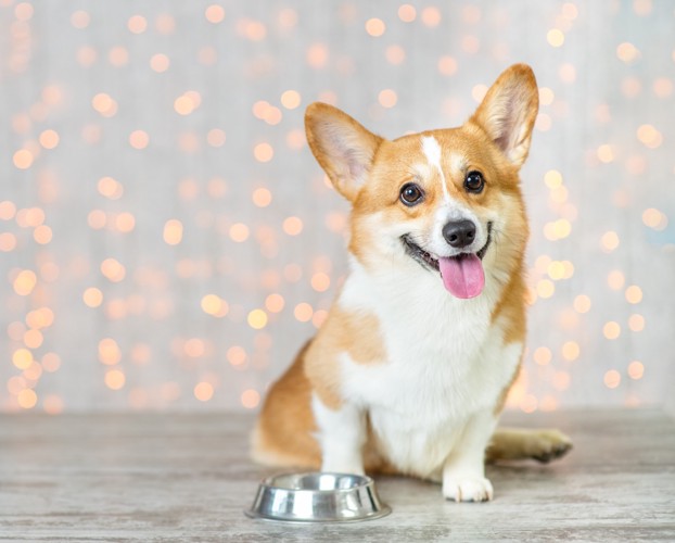 空の食器の前に座って待っている犬