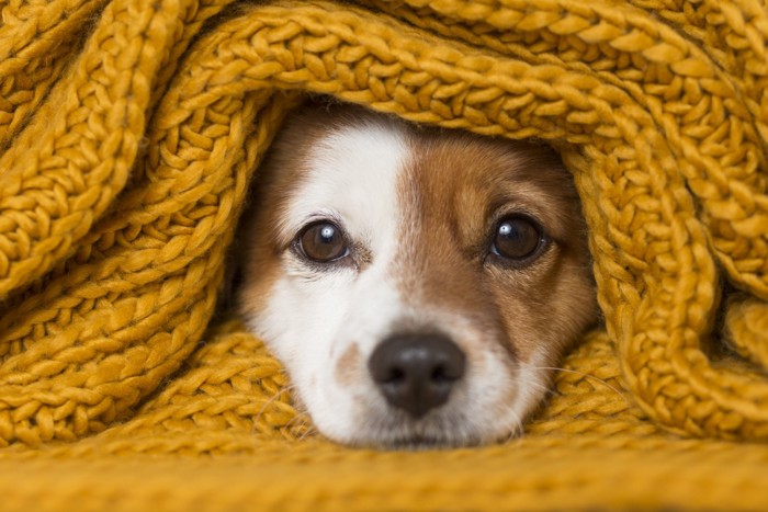 セーターに包まった犬