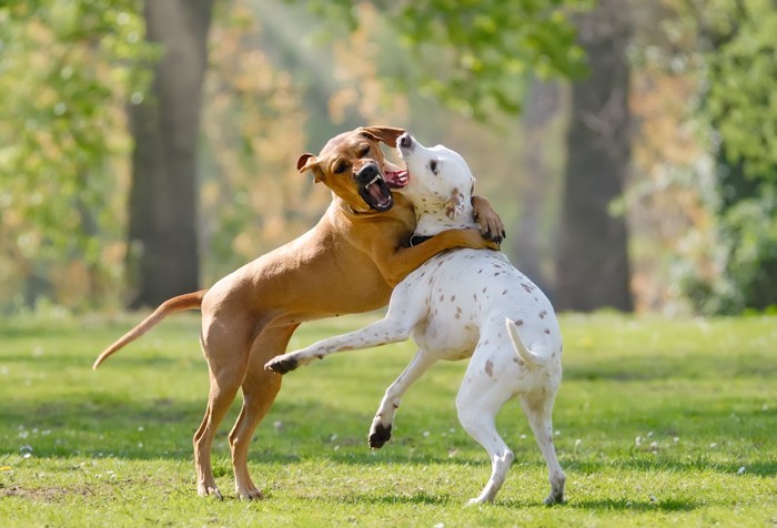 茶と白の犬の取っ組み合い