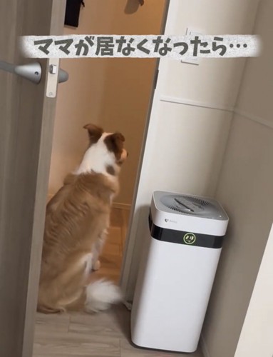 玄関に座っている犬