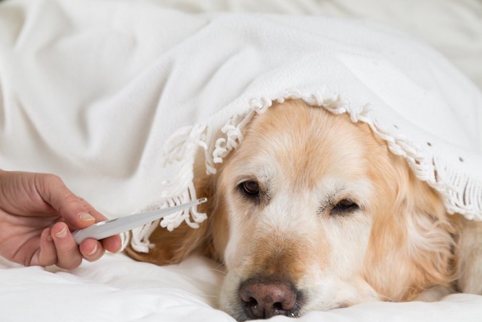 体温計とシーツに潜る犬