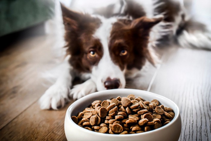 食欲がない犬