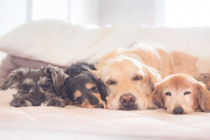 並んで眠る犬たち