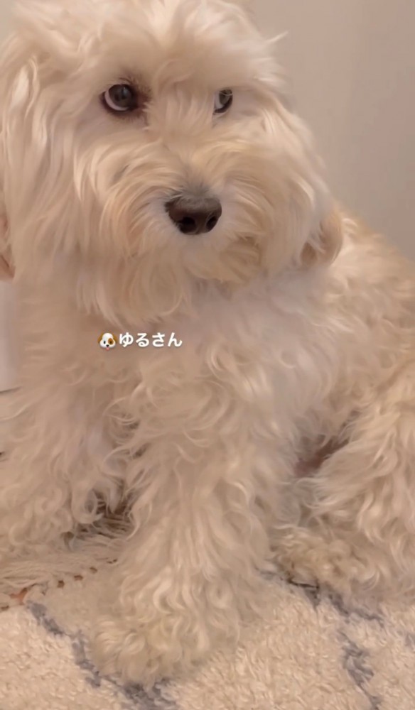 横目で見つめる犬