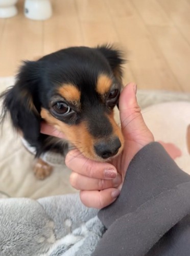 指に顎を乗せる犬