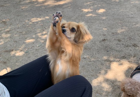 チワックス