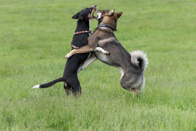 じゃれ合う2匹の四国犬