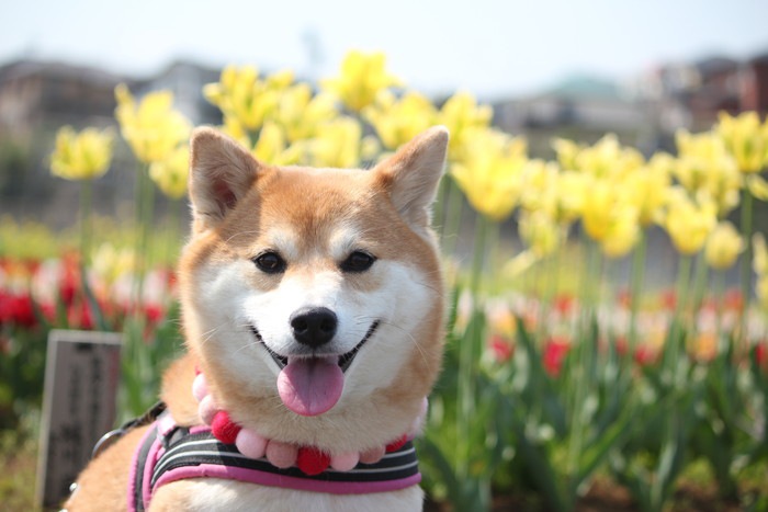 お花畑と犬