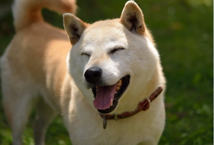 にっこり柴犬