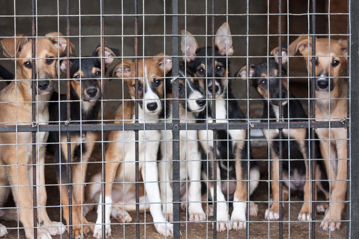 ケージの中に詰め込まれた犬たち