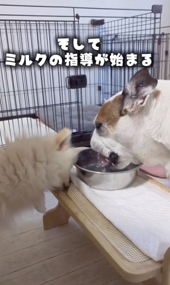 ガブガブ！！