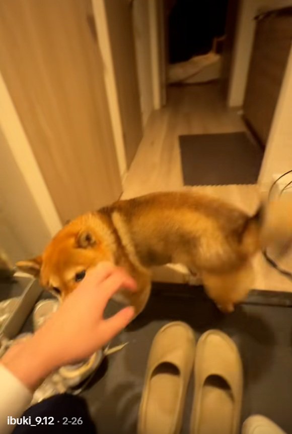 尻尾を振るイブキくん