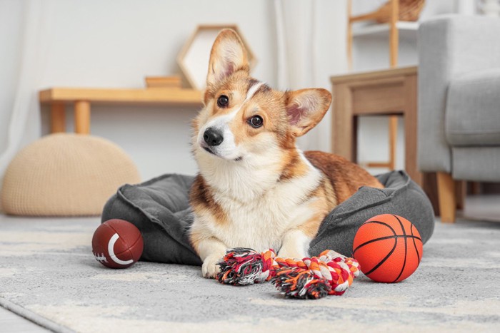 おもちゃと首を傾げる犬