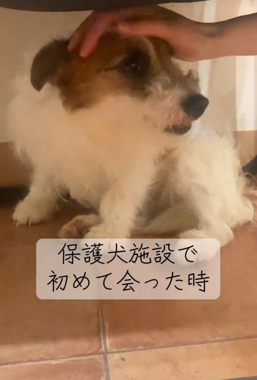 出会った時のマウイちゃん