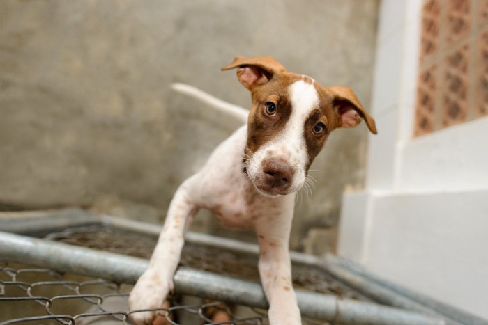 犬舎の中から見上げる犬