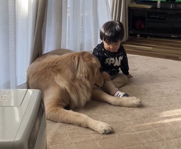 犬の顔を見つめる赤ちゃん
