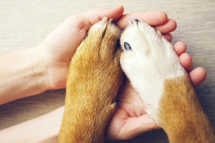 犬の手と人間の手