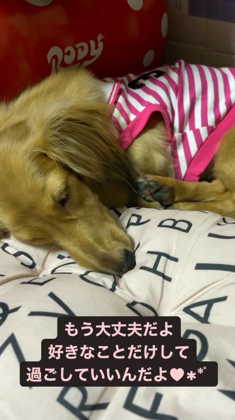 クッションの上で眠る犬