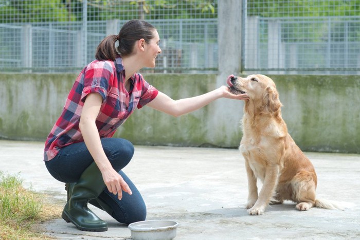 保護犬の世話をする女性